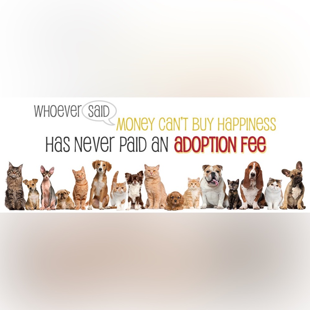 Buy a Bag of Food for Our Rescued Animals LIVE NOW - Picture 2 of 4